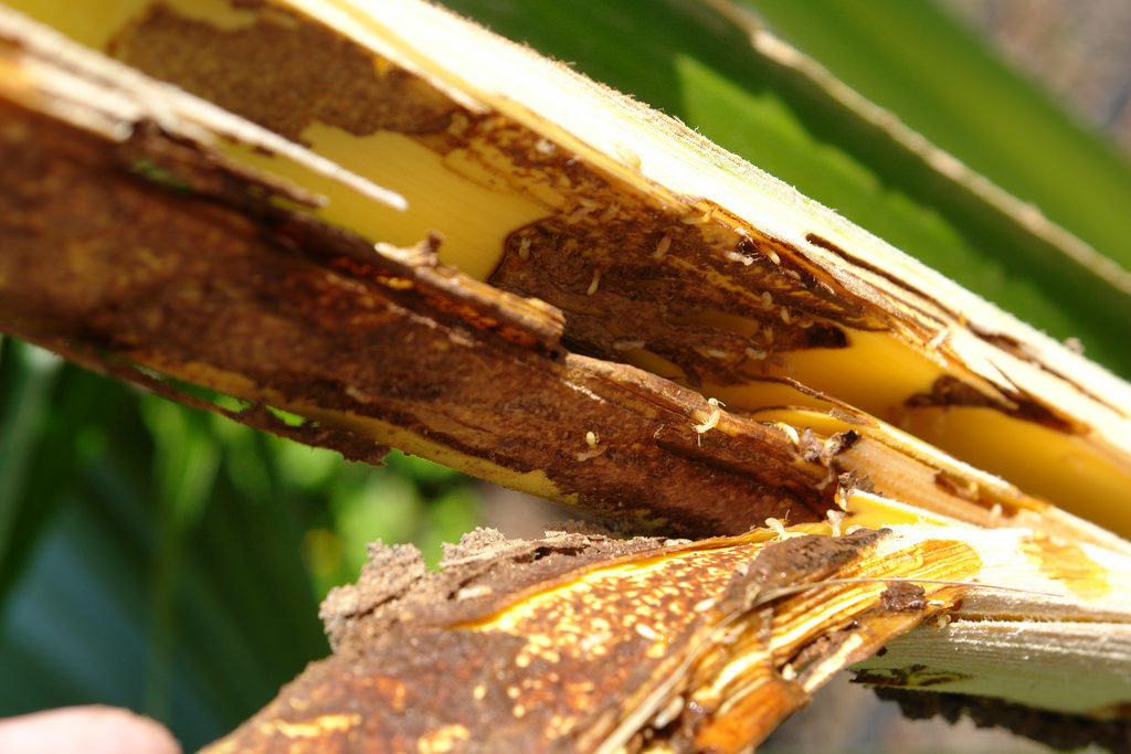 termites for house