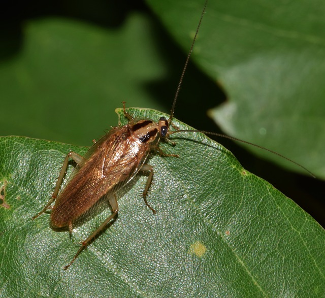 Cockroach Control Tips to Prevent Infestation﻿