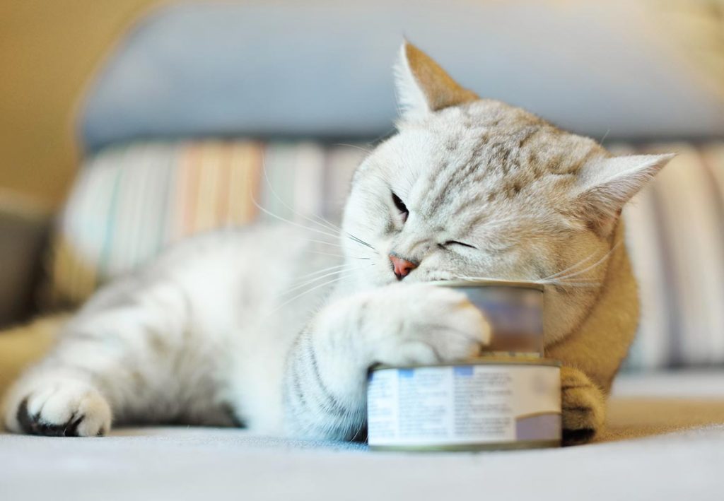 Healthy Diet Tips for Your Cats