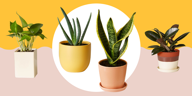 7 Best Indoor Plants to Decorate Your Wall